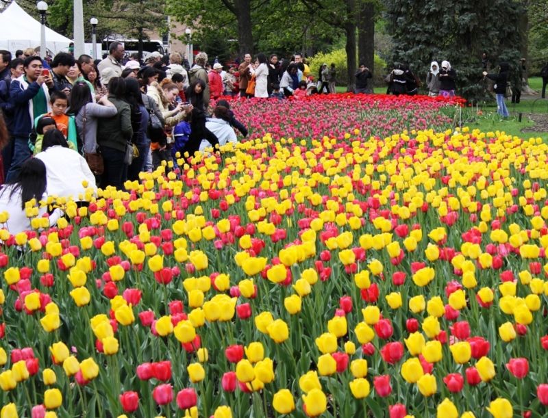 Lễ hội hoa Tulip, Canada