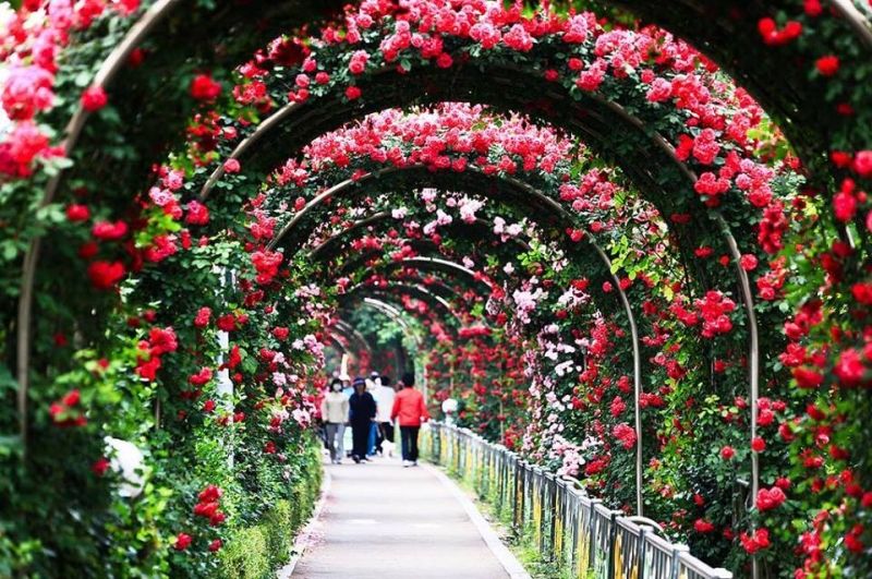 Lễ hội hoa hồng lớn nhất Việt Nam