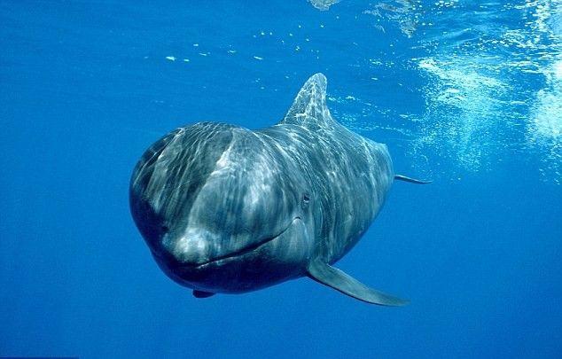 Loài động vật to và nặng nhất thế giới - Cá voi xanh