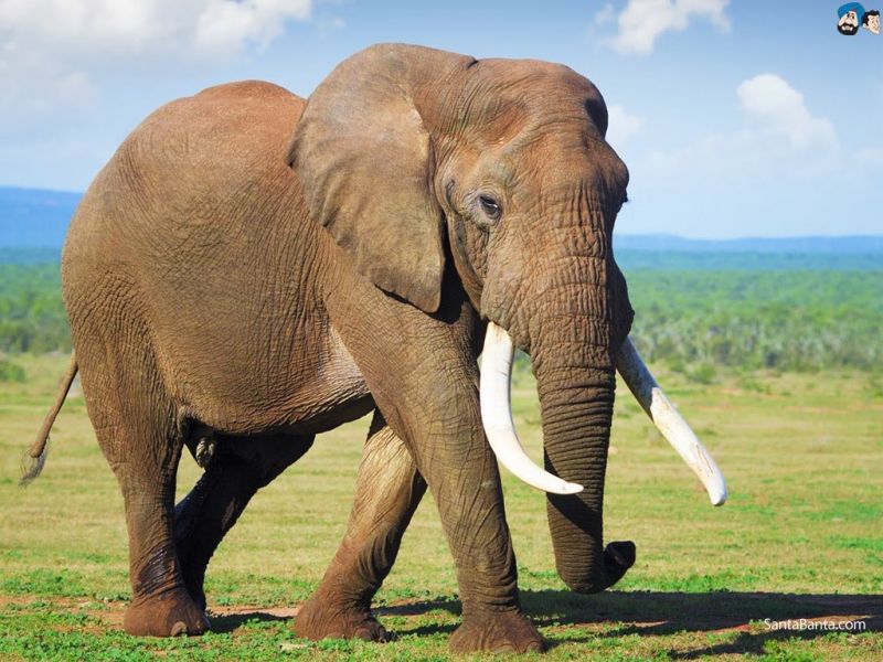 Loài vật ăn đủ nhất - Loài voi