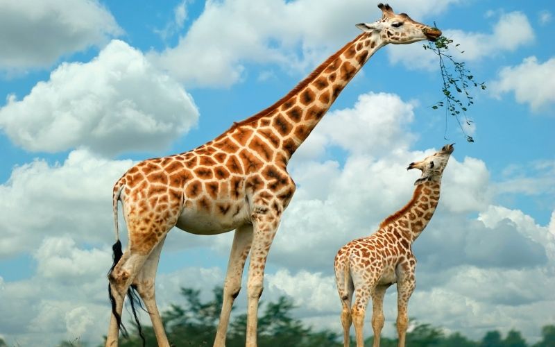 Loài vật cao nhất thế giới - Hươu cao cổ