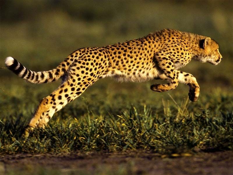 Loài vật chạy nhanh nhất thế giới - Loài báo