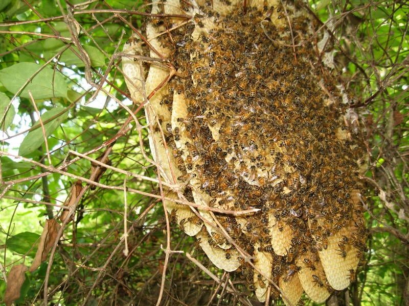 Mật ong U Minh Hạ (Cà Mau)