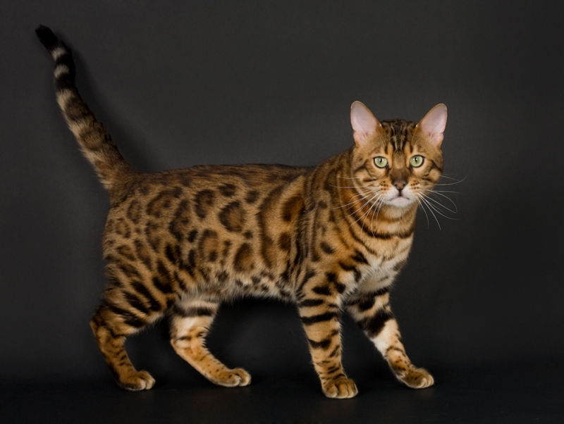 Mèo Bengal