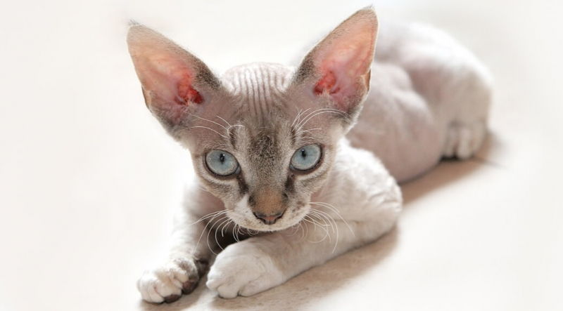 Mèo Cornish Rex