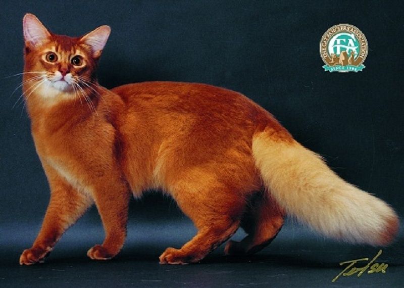 Mèo Somali