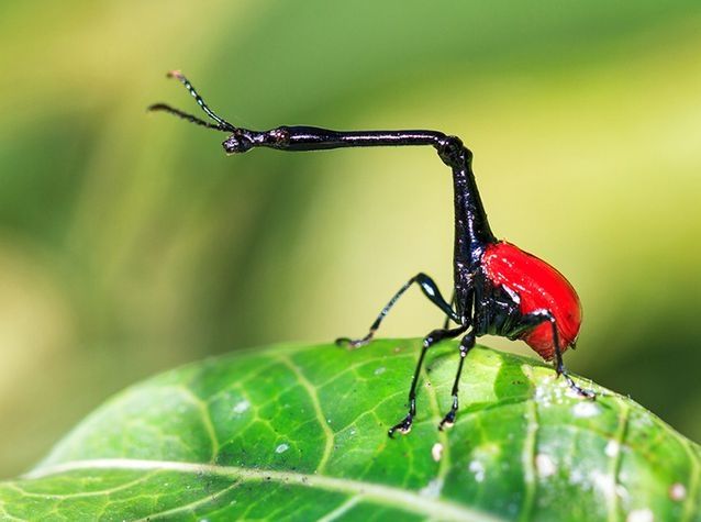 Mọt Giraffe Weevils