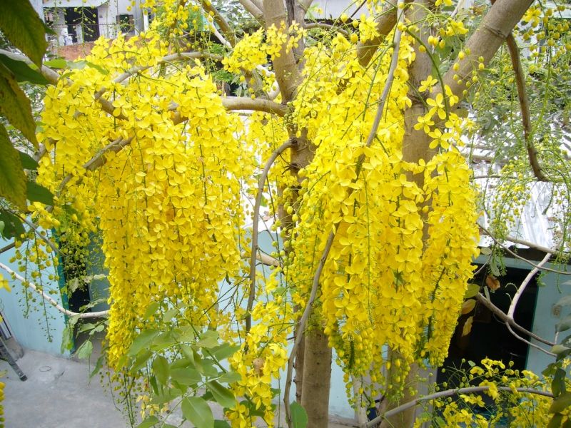 Muồng hoàng yến (hoa bò cạp vàng, hoa osaka)