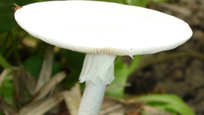 Nấm độc tán trắng (Amanita verna)