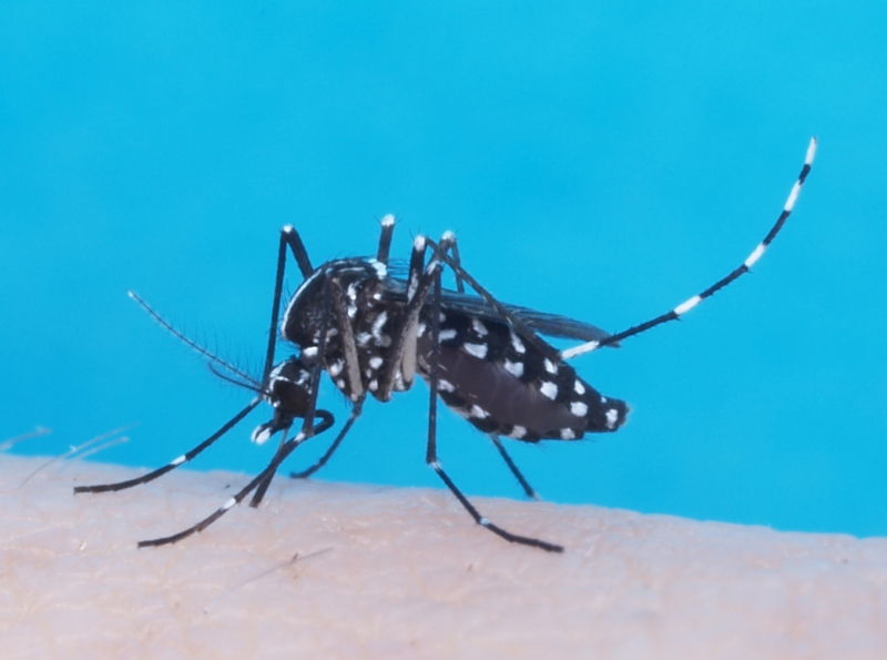 Nghề nghiên cứu muỗi ở Brazil