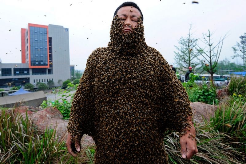 Người thu hút ong nhiều nhất thế giới