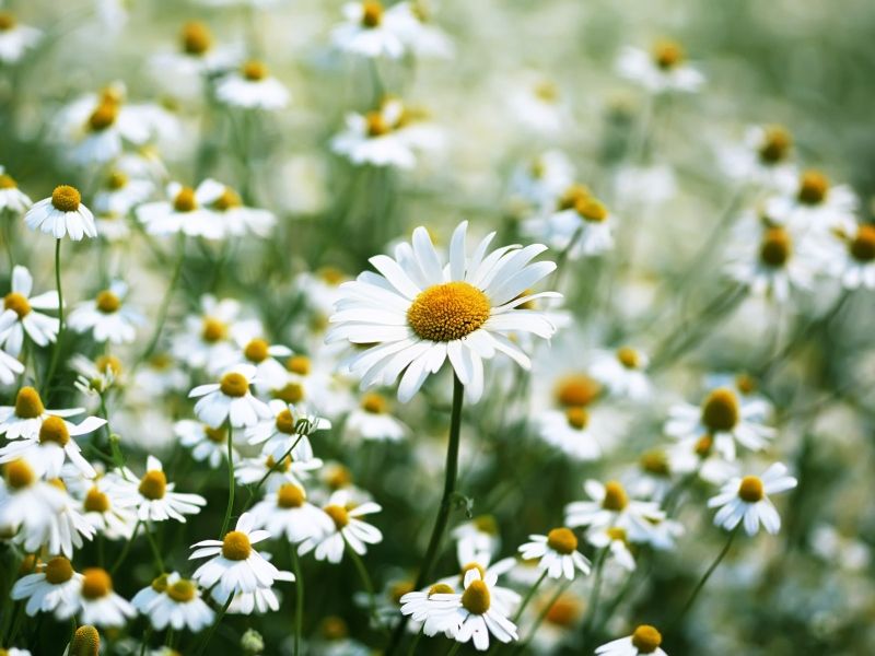 Nhật Bản Nhật Bản