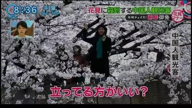 Nữ khách tham quan trèo lên cây để tạo dáng chụp ảnh hoa anh đào ở Nhật Bản