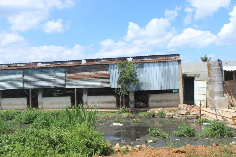 Nước thải chăn nuôi