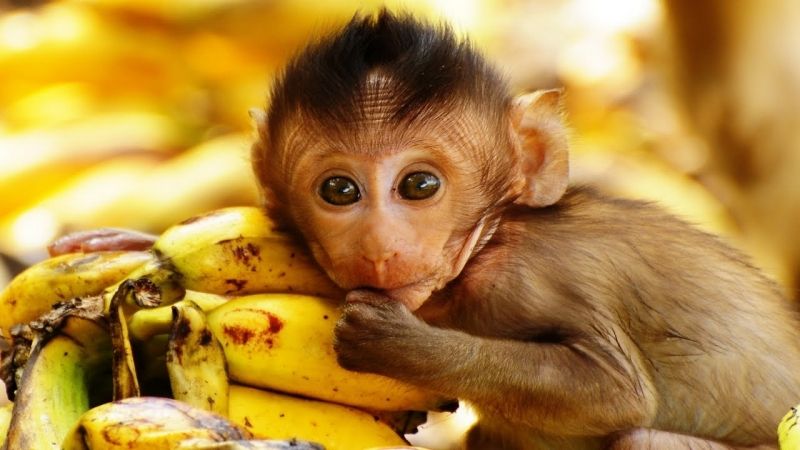 Óc khỉ sống - Trung Quốc
