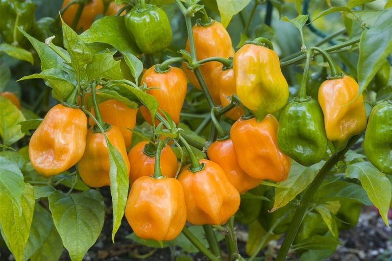 Ớt habanero