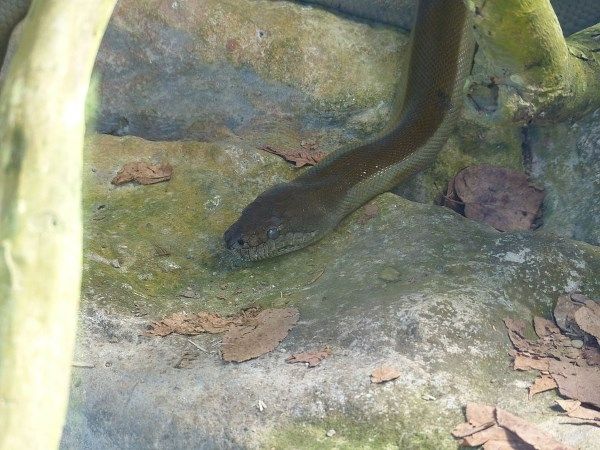 Papua python