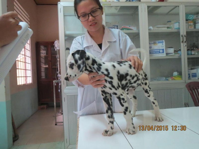 Phòng khám thú y Gia Nghĩa Health Pet