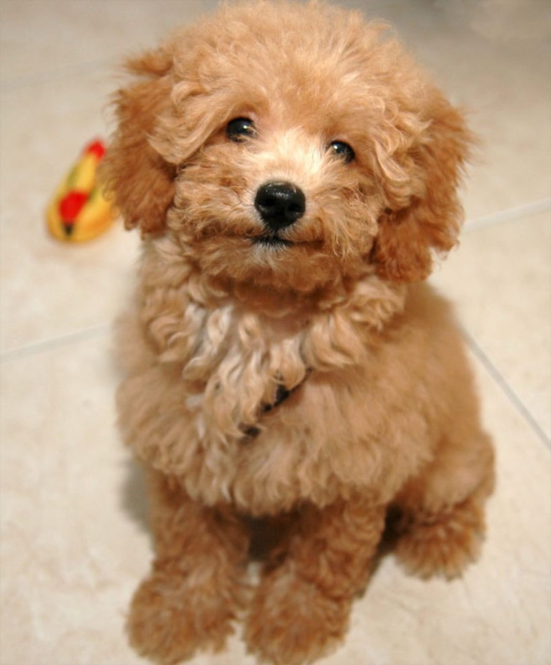 Poodle - một trong các những loài chó cảnh thông minh nhất thế giới