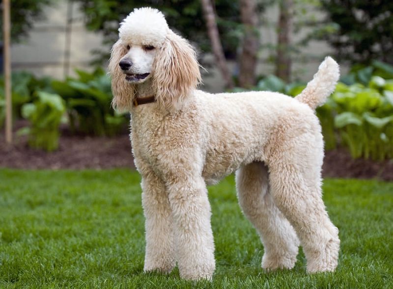 Poodle - một trong các những loài chó cảnh thông minh nhất thế giới