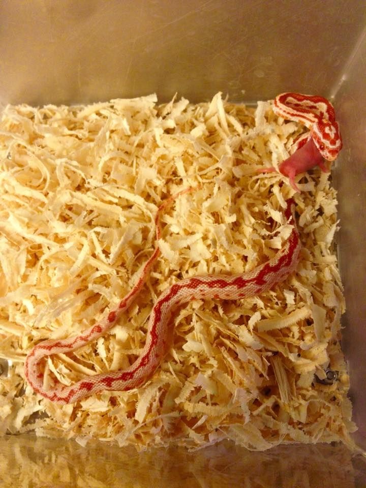 Rắn ngô - Corn Snake