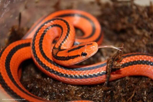 Rắn sọc đốm đỏ - Oreocryptophis porphyraceus