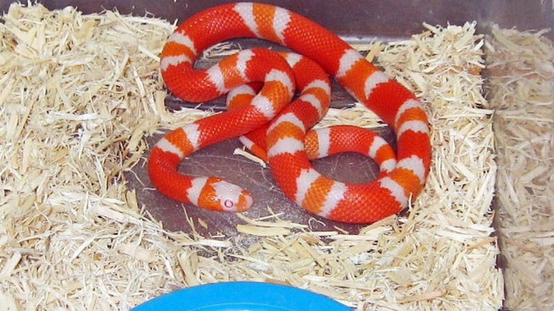 Rắn sữa Honduras - Honduran Milk Snake