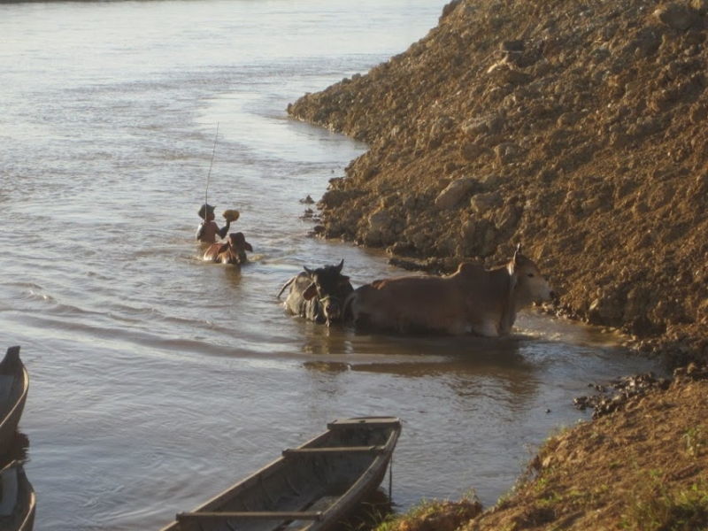 Rình giờ “bò về” ở làng Kon Rờ Bàng