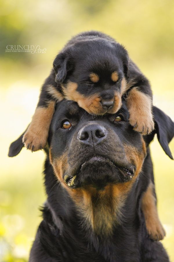 Rottweiler - một trong các những loài chó cảnh thông minh nhất thế giới