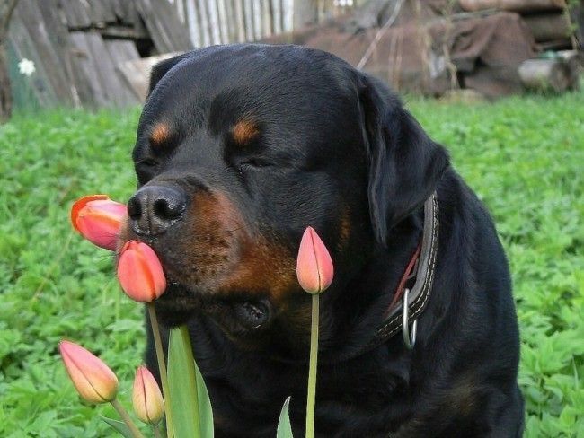 Rottweiler - một trong các những loài chó cảnh thông minh nhất thế giới