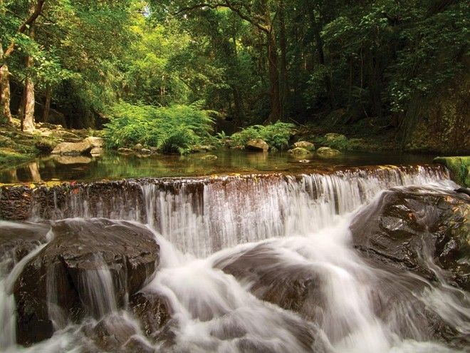 Rừng mưa Daintree, Úc