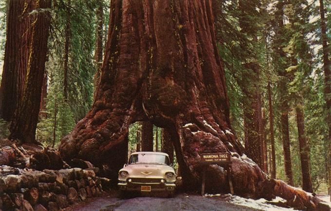 Rừng quốc gia Sequoia, Hoa Kỳ