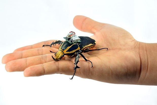 Sử dụng côn trùng có gắn thiết bị điện tử