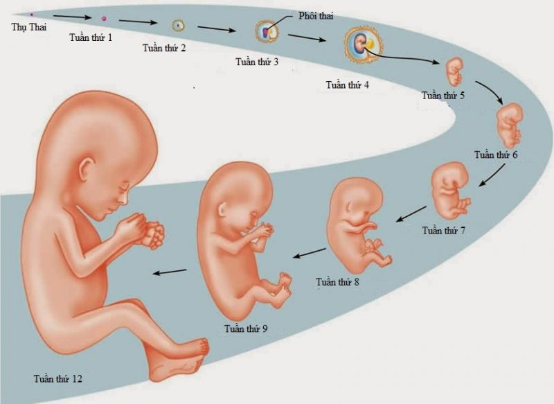 Thời kỳ bào thai