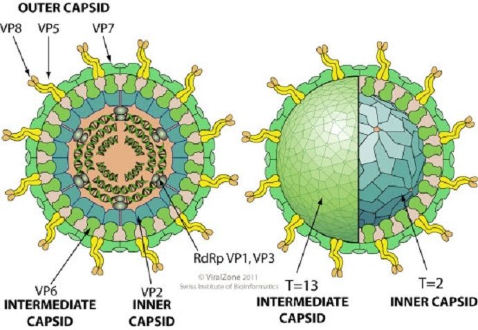Tiêu chảy do Rotavirus