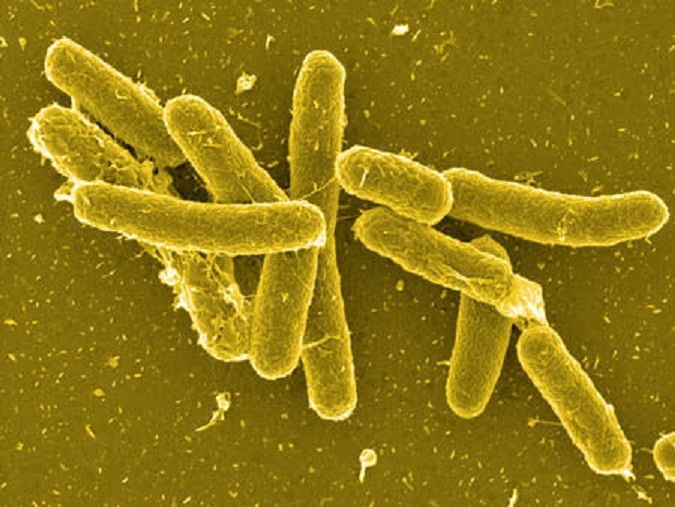 Tiêu chảy do Salmonella non typhi