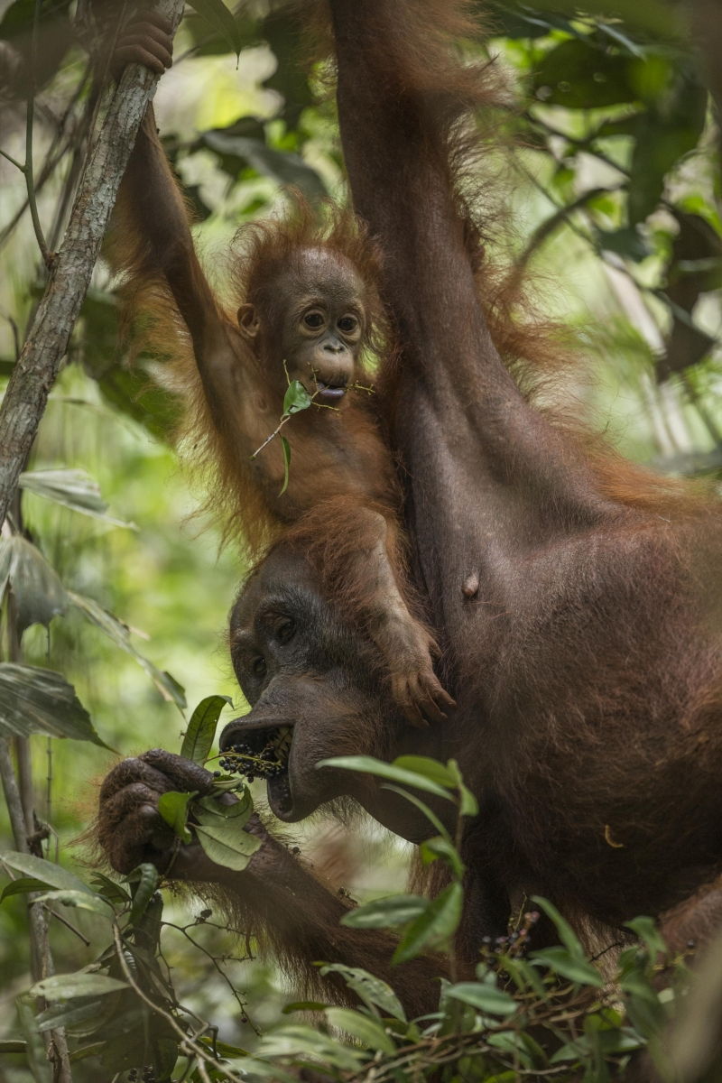 Tough Times for Orangutans - Tim Laman
