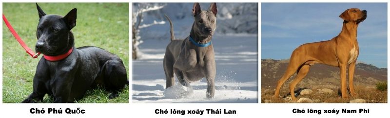 Tranh cãi về nguồn gốc Chó Phú Quốc và chó Xoáy Thái Lan