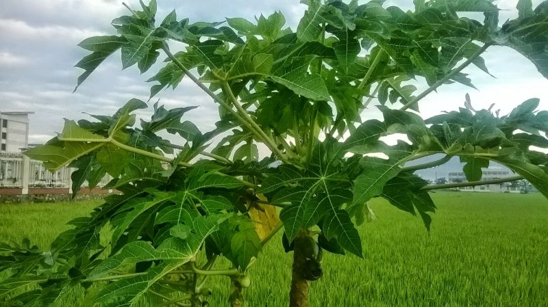 Trị đau khớp bằng lá đu đủ