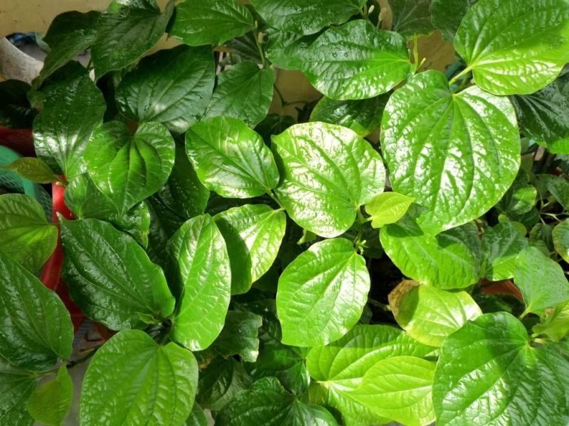 Trị đau khớp bằng lá lốt
