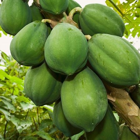Trị sỏi thận bằng đu đủ xanh