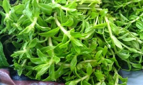 Trị sỏi thận bằng rau ngổ