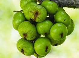 Trị sỏi thận từ quả sung