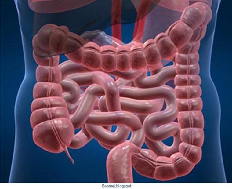 Trung bình mỗi người có đến  8m ruột Trung bình mỗi người có đến  8m ruột