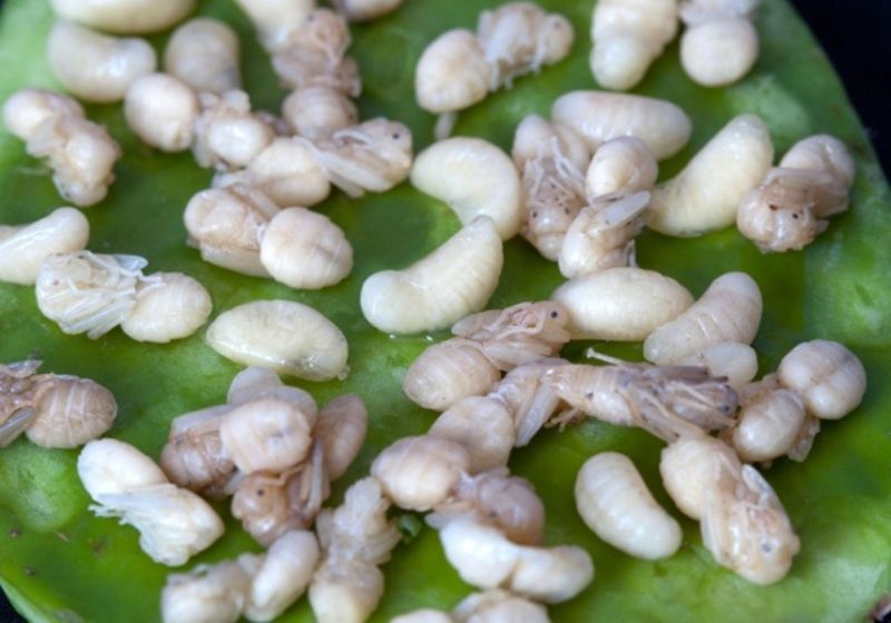 Trứng kiến đen (Mexico)