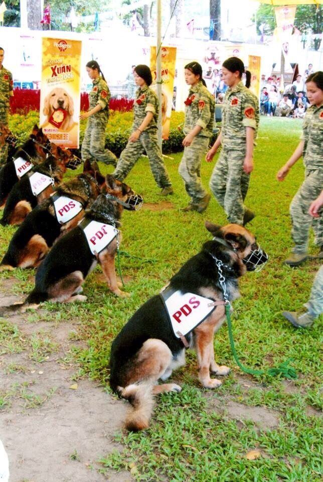 Trung tâm huấn luyện chó nghiệp vụ PDS - Việt Nam