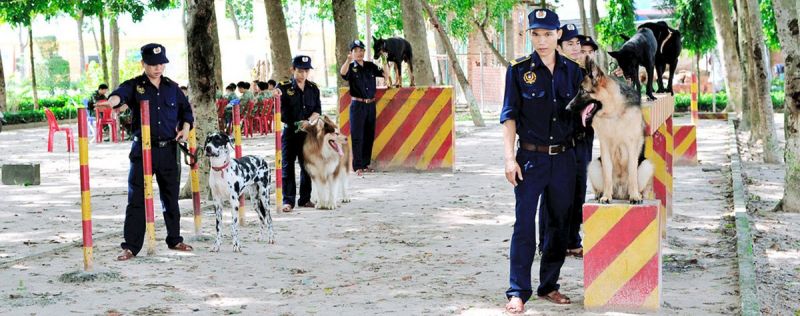 Trường huấn luyện chó Quân Cảnh TPHCM Trường huấn luyện chó Quân Cảnh TPHCM