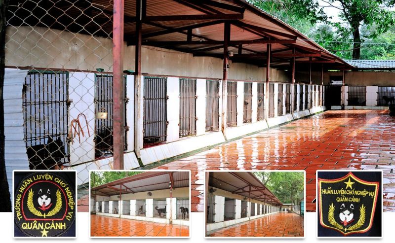 Trường huấn luyện chó Quân Cảnh TPHCM Trường huấn luyện chó Quân Cảnh TPHCM