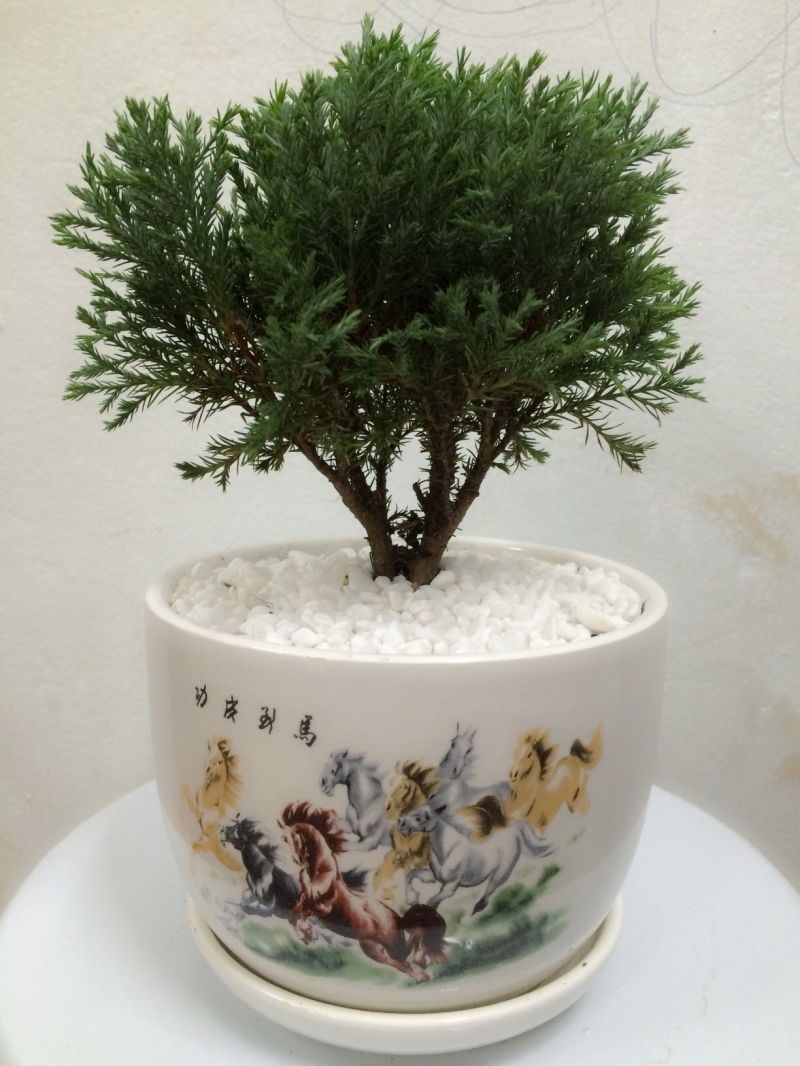 Tuổi Mùi