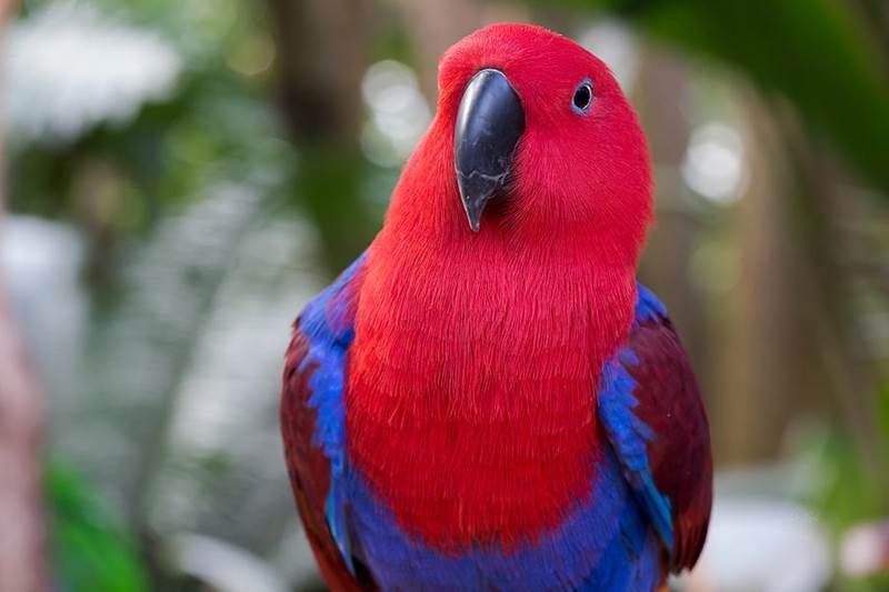 Vẹt Eclectus Parrot